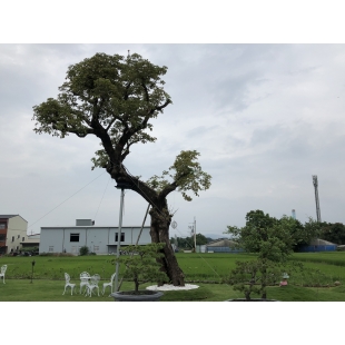 傑銳廠區綠化造景