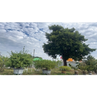 傑銳廠區綠化造景